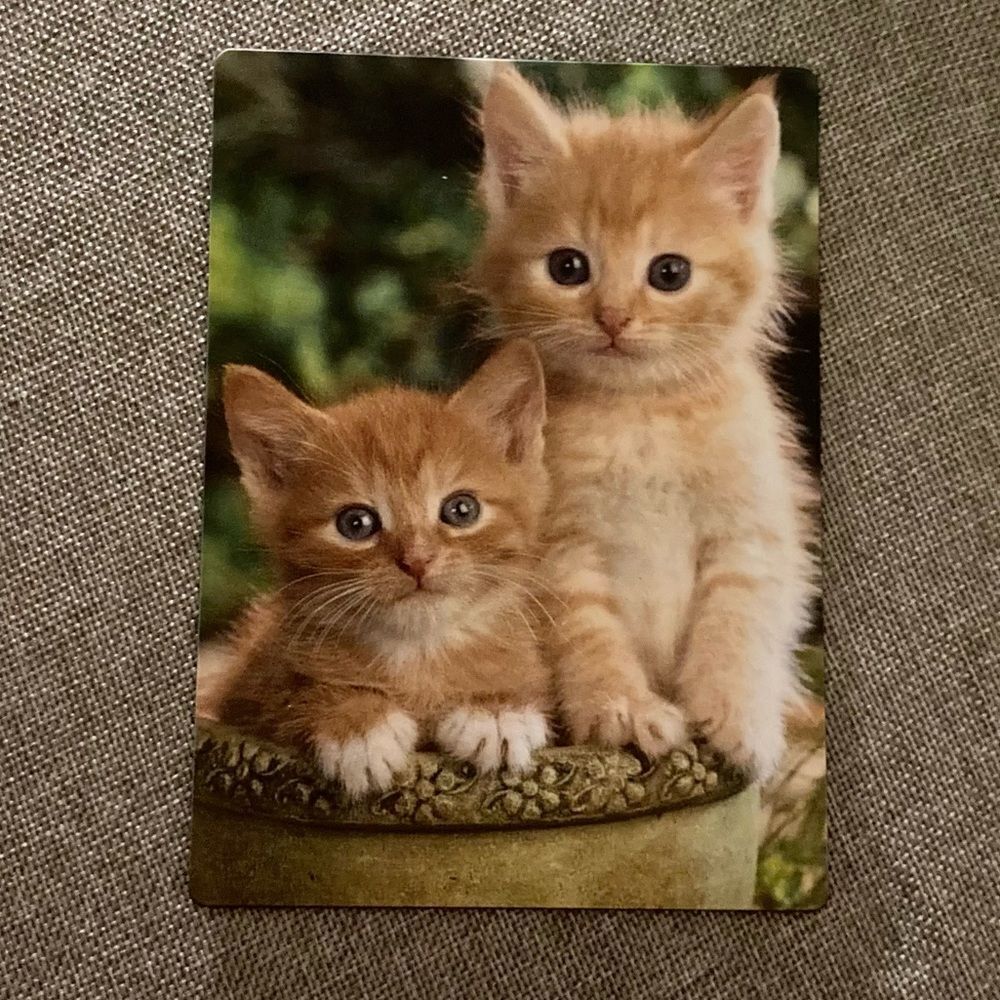Cute Orange Tabby Kittens Magnet